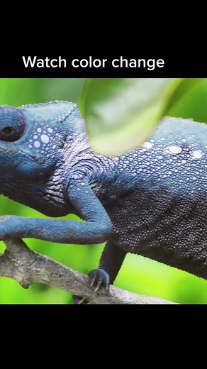 Chameleon Lizard Color Changing in Camouflage - Watch the Amazing Transformation
