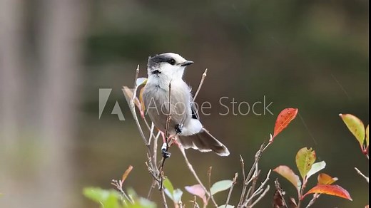 Canada Grey Jay Bird Video, Stock Footage of the Grey Jay (Camp Robber) - A Cinematic Journey in Northern Ontario's Algonquin Area. Wildlife Video.