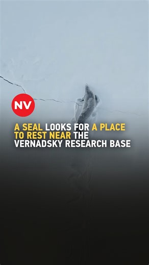 A fur seal searches for a cozy spot to rest on an ice floe near the Vernadsky Research Base. 🎥 Watch more in the NV video | The New Voice of Ukraine