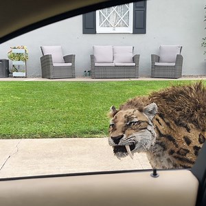 3.1M views · 45K reactions | Imagine running into a pack of Smilodons on your morning commute. Watch Life on Our Planet, October 25 only on Netflix | Netflix | Facebook