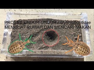 PROSES UNDUR-UNDUR / Myrmeleontidae MEMBUAT RUMAH DAN MENCARI MAKAN