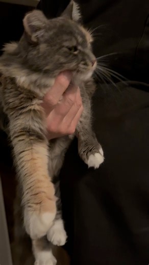 the moment you realize you truly are loved mama - a feral rescue , summer 2023 — very long story and will share again soon (mama kittens) | Max & the Rescues