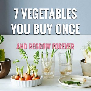 These vegetables can be purchased just once, and then regrown forever! Learn more: http://bit.ly/2m4s0US | Gardening Soul