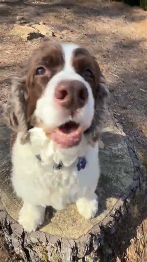 #dog #funny #fypppppppppppppppppppppppppppppppppppppppppppppppppppppppppppppppppppppp