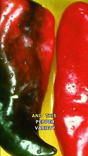 Growing Anaheim Chili Pepper - Part 2: Update & Progress | Shorts