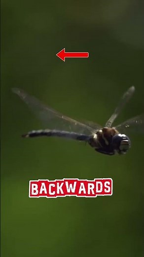 Dragonflies: Nature's Tiny Flying Heroes 🐉✨