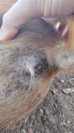 How To Check If Pig In Heat #pig #breeding