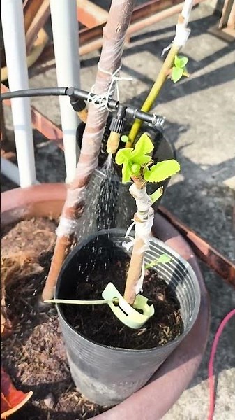 The Growth Journey of Fig Trees: The Joy of Planting | Episode 3011