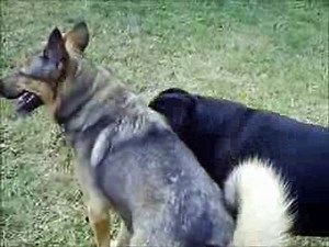 German shepherd vs Rottweiler playing