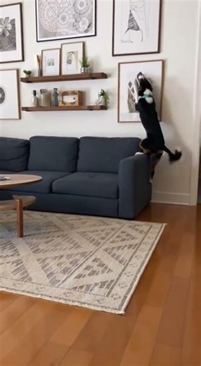 You activated my Life360 dog tracking surprise #Life360 #dogtracking #petcare