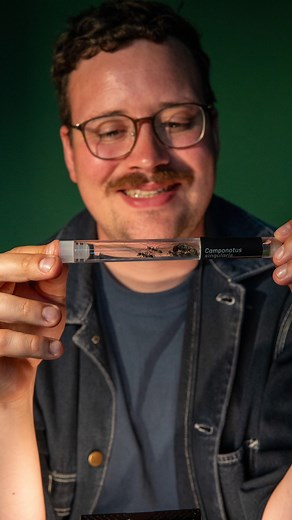 Jokes aside, we all start somewhere. Seeing the spark in someone learning something new about ants is what it’s all about 💚🐜 #ants #antkeeping #pets #petants #antkeepers #entomology #biology #science #bugs #insects #antfarm #lasius #camponotus #messor #myrmica #hobby #animals #animallover #tarantulas #mantis #isopods #stickinsects #hormigas #ameisen #fourmis | ANTS HQ