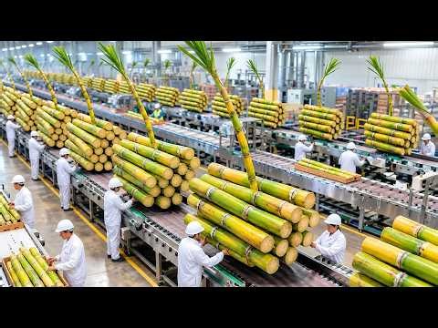 Inside a Giant Cane Sugar Factory: How Fresh Sugarcane Becomes Shiny Crystal Sugar (Factory Process)