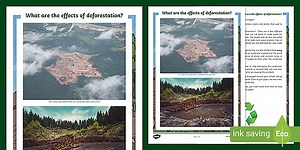 Rainforest Deforestation Persuasive Writing Information Sheet