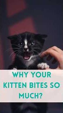 Why Your Kitten Bites So Much (Play Aggression vs. Actual Aggression). #cat