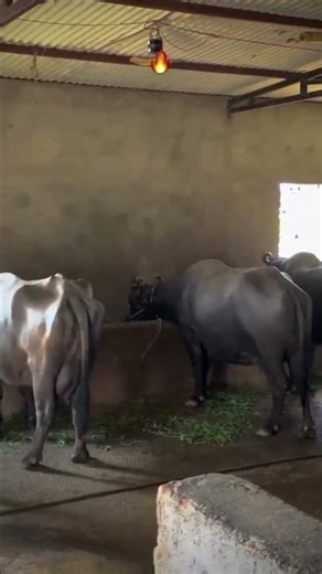 my mini vlog DAY:--17 #minivlog #trending #Biffal#basic#viralvideo #video