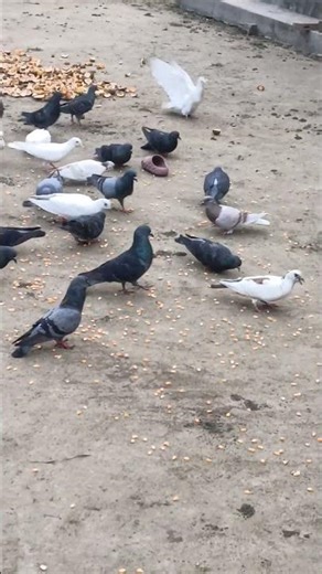 কবুতরের কি সুন্দর দৃশ্য 🕊️🕊️🕊️💕❤️