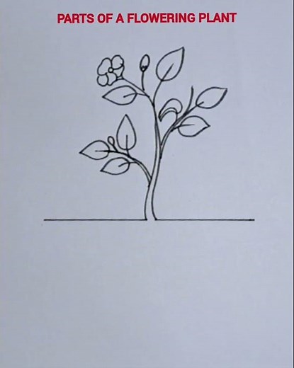 How to draw a plant/ flowering plant easy drawing
