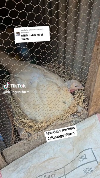 Kirungu's Farm on TikTok