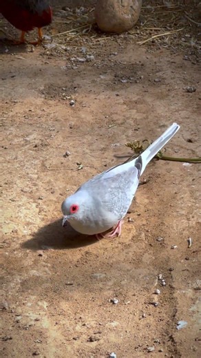 Diamond Doves in my aviary