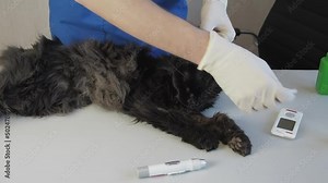 Cat Blood Glucose Test. Veterinary taking drop of blood from diabetic cat ear and checking the blood glucose.