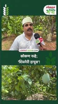 Shivneri Hapus : शिवनेरी हापूस आंब्याची वैशिष्ट्ये नेमके काय?