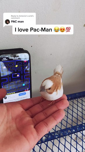 Replying to @Antonio’s wrld #fyp #petsoftiktok #animalsoftiktok #foryoupage
