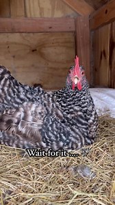 Egg laying song 🎶 🪺 🐔 #backyardchickens #chickenlover #fypシ゚ #adsonreels #fyp #fbreelsvideo #egglayers #song #adorable #animallover ## | My lovely Animals