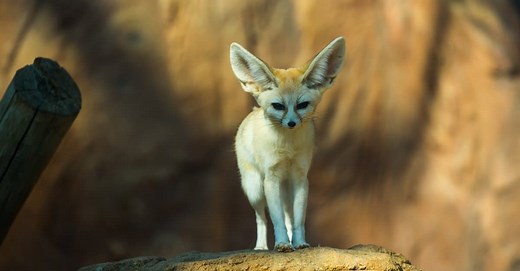 What Do Fennec Foxes Eat?