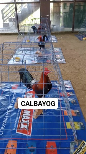 Dniz Adonis on Reels