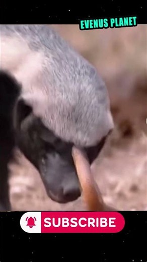 THE HONEY BADGER, an animal highly studied by SCIENTISTS