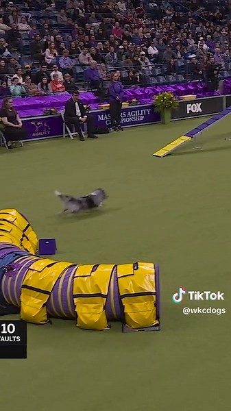 Master Agility Course Success: Bee the Shetland Sheepdog