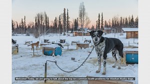Top 10 Common Health Problems in Alaskan Husky Dogs