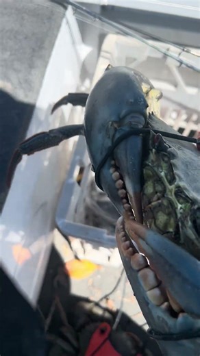 Clair view Barra crab fishing comp C #fishingandcamping #lifeisbutadream #mudcrabs