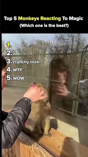 Top 5 Monkeys Reacting to Magic Tricks