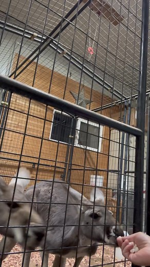 Tiny Acres Farms on Reels