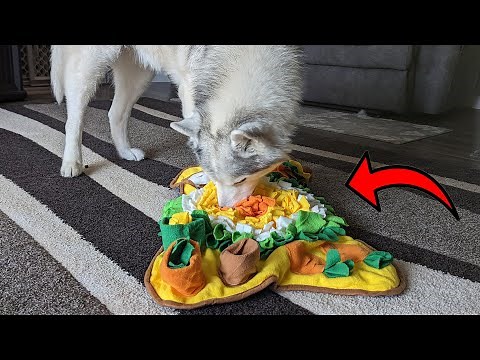 This Snuffle Mat For Dogs Will Keep Your Dogs Busy!