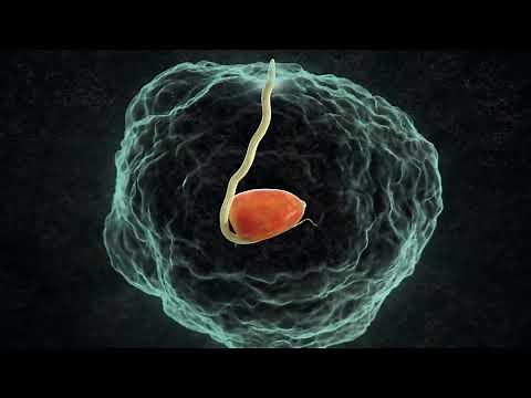 Fertilizer Placement | Back 2 Basics