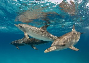 9 Mind-Boggling Dolphin Facts