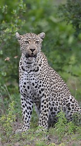 Have you EVER heard this sound before?🐆🔥 It is a leopard’s unique way of communicating, often called “sawing” because it sounds just like a saw cutting through wood, or ‘rasping’. This female was calling for her sub-adult daughter, though leopards also use it to mark their territory. One of the most iconic sounds of the African bush! Nkorho Bush Lodge, Sabi Sand Game Reserve. #leopard #bestsound #soundup #sabisand #big5 #africananimals #africanwildlife #fblifestyle #amazingmoments #wildlife #w