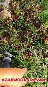 12K views · 380 reactions | Aquilaria crassna, also known as Thai...