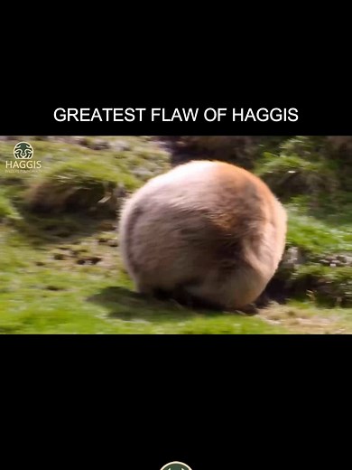 Exploring the Great Flaw of Wild Scottish Haggis