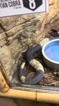 Zoey tours The Reptile Zoo! (meet the reptiles)