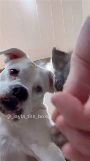 820K views · 10K reactions | Behind the scenes for yesterday’s throwback! #funnydogs #dogskit #dogactor #dogacting #australianshepherd #whiteboxer #heeler #funnyvideos #dogsofinstagram #comedy #funnyskit #laylatheboxer #boxerdog #dogskits #skit | Layla the Boxer | Facebook