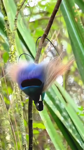 💙 The blue bird of paradise is one of nature’s most stunning creations. With its vibrant blue wings, elegant ribbon-like tail feathers, and a delicate broken white ring around its eye, it stands out as a true marvel of evolution. Named in honor of Archduke Rudolf of Austria, this beautiful bird plays an important role in the rainforest by eating fruit and insects and helping to spread seeds. Its graceful movements and unique courtship displays make it a symbol of beauty and wonder in the wild, 