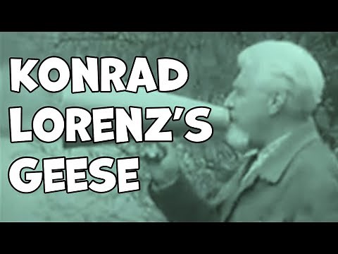 Konrad Lorenz, Imprinting, and Attachment (also geese)