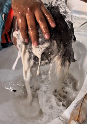 ASMR Hands 🙌 and Foot Wash 🧼 | Satisfying Hair Shampoo 🧴 #asmr #asmrvideo #hair #shampoo #barber