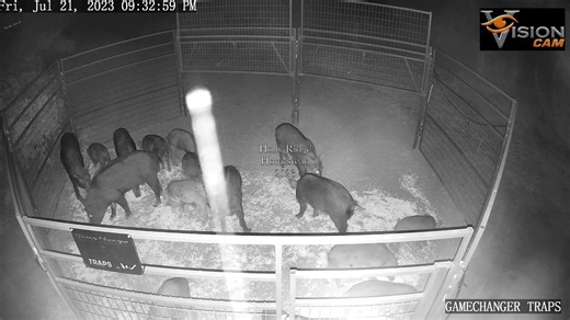 See the most effective hog trap in action! This Drop’N Gate system, equipped with cellular-triggered gates, is changing the game for hunters and landowners. Watch how it catches entire sounders of wild hogs with ease and precision. #HogTrap #WildHogs #GameChanger | Ellen Roman