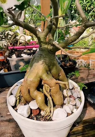 Cómo Germinar Semillas de Adenium Obesum Efectivamente