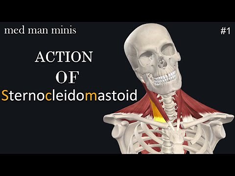 Action of Sternocleidomastoid muscle- Med Man Minis #1