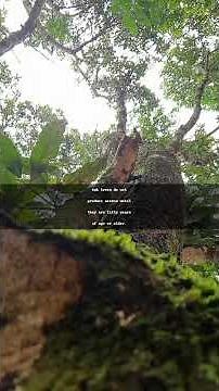 "The Majestic Oak: Nature’s Lesson in Patience and Interconnectedness"